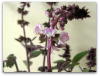 Post image for Purple Sweet Basil Flowers and Orange Zest Tea